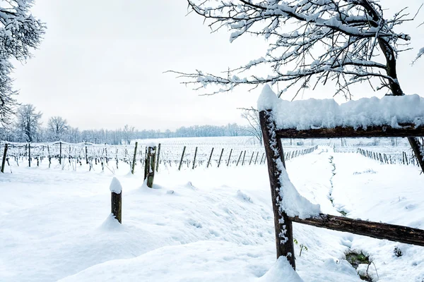 Schnee auf dem Weinberg — Stockfoto