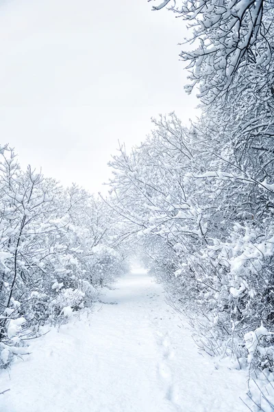 รูปทรงหิมะ — ภาพถ่ายสต็อก