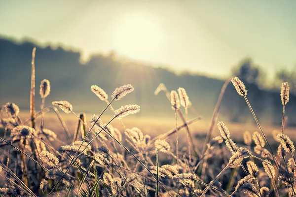 Gefrorener Morgen im Winter — Stockfoto