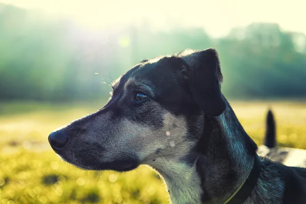 Köpek profil portre