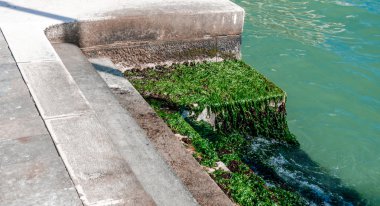 Venedik sahildeki yosun