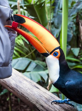 Milli Parkı Iguassu Brezilyalı toucan