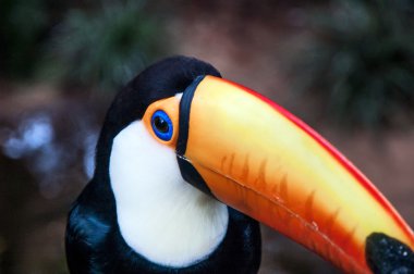 Milli Parkı Iguassu Brezilyalı toucan