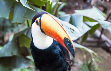 Milli Parkı Iguassu Brezilyalı toucan
