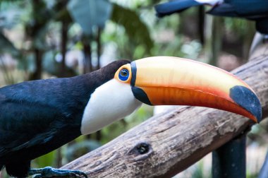 Milli Parkı Iguassu Brezilyalı toucan