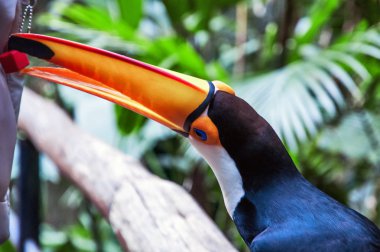 Milli Parkı Iguassu Brezilyalı toucan