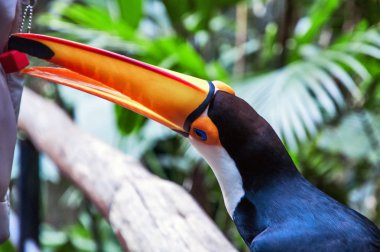 Brazilian toucan in National Park Iguassu clipart
