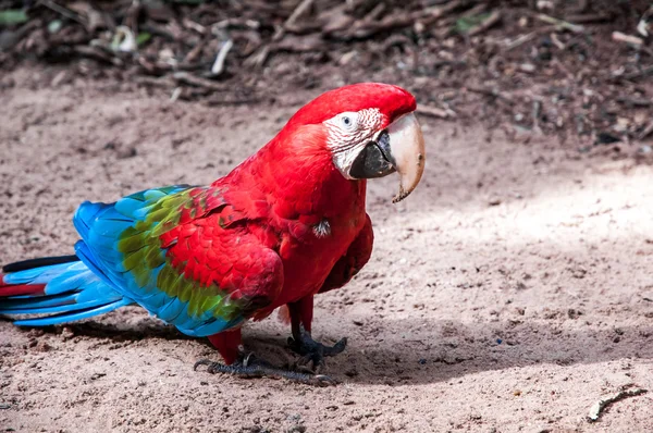 Brazilian red macaw — Stock Photo, Image