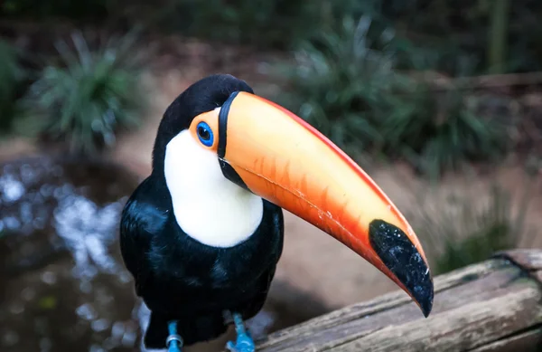 Brazylijski toucan w Parku Narodowego Iguassu — Zdjęcie stockowe