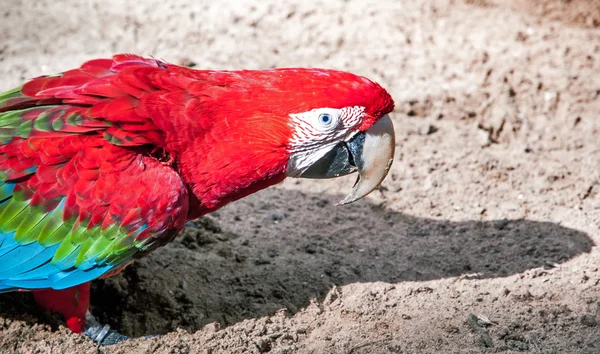Brazilian red macaw — Stock Photo, Image