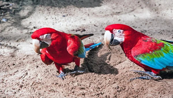 Brazilian red macaw — Stock Photo, Image