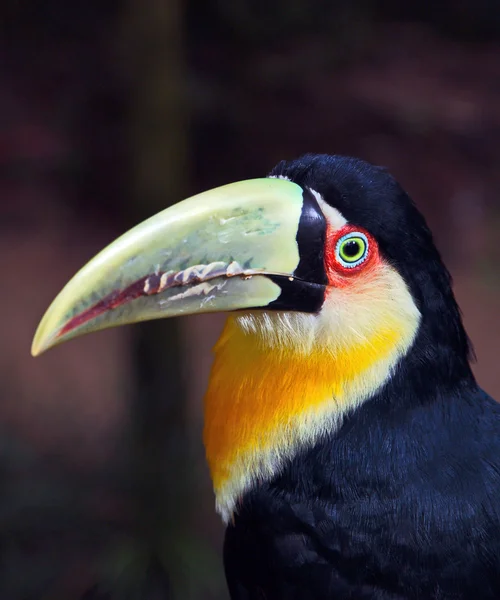 Βραζιλίας toucan στο εθνικό πάρκο Iguassu — Φωτογραφία Αρχείου