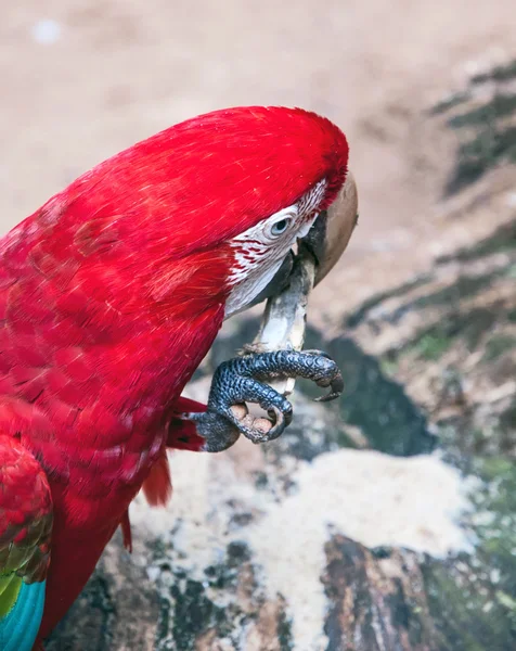 Brazilian red macaw — Stock Photo, Image