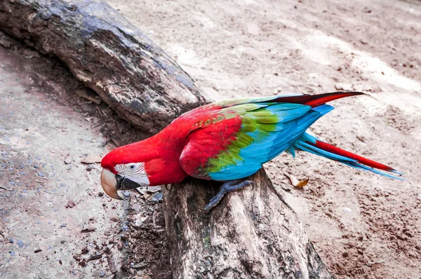 Brazilian red macaw — Stock Photo, Image