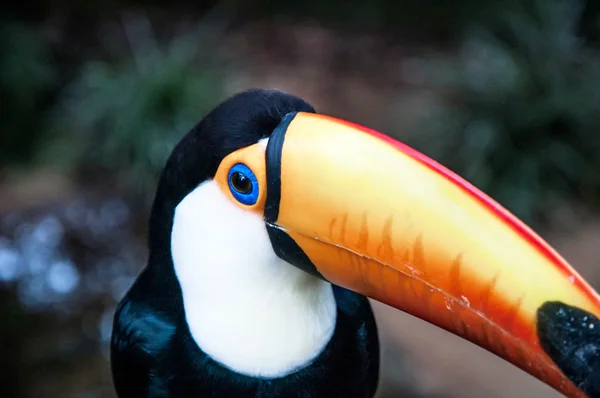 Milli Parkı Iguassu Brezilyalı toucan — Stok fotoğraf