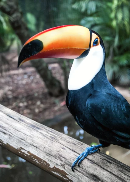 Βραζιλίας toucan στο εθνικό πάρκο Iguassu — Φωτογραφία Αρχείου