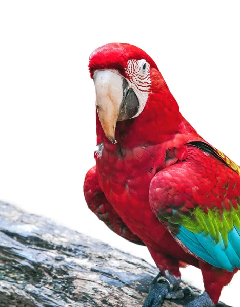 Brazilian red macaw — Stock Photo, Image