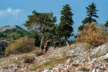 Yunanistan 'daki Agion Oros (Athos Dağı) tepesinde. Dağ manzarası ve sakin doğa.