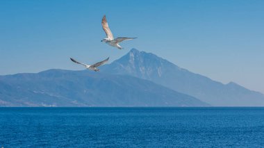 Mavi güneşli gökyüzünde deniz kıyısında uçan martı.