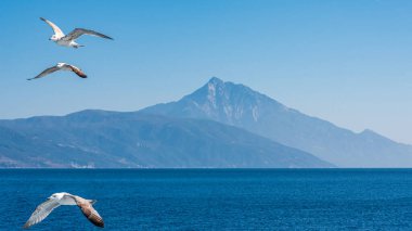 Mavi güneşli gökyüzünde deniz kıyısında uçan martı.