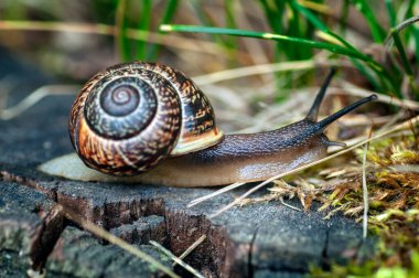 Salyangoz yaşlı kütük boyunca sürünür. Yavaşlık kavramı. 