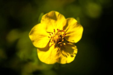 Çiçek Oenothera laciniata makro modda