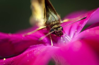 Dianthus çiçeğinin üzerindeki küçük kelebek