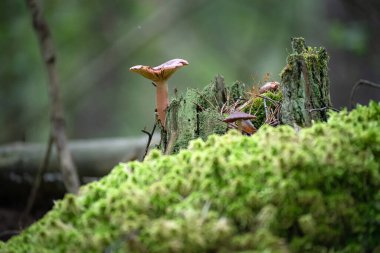 Akşamın erken saatlerinde yaprak gibi bir ağaç kütüğünde yenmez bir grup mantar.