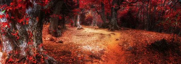 Randonnée Sur Sentier Montagne Automne Plein Feuilles Tombées Bavures Châtaigniers — Photo