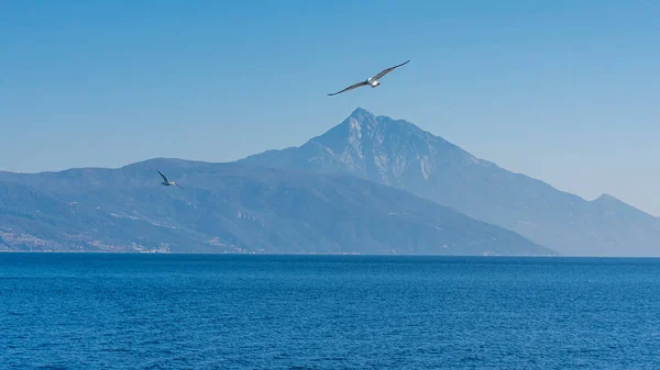 Mavi Güneşli Gökyüzünde Deniz Kıyısında Uçan Martı — Stok fotoğraf