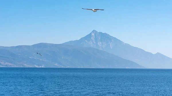 Möwen Fliegen Blauen Sonnigen Himmel Über Der Küste Des Meeres — Stockfoto