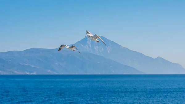 白色的海鸥在蓝色的阳光普照的天空中在海面上飞翔 — 图库照片