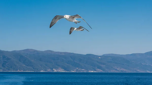 白色的海鸥在蓝色的阳光普照的天空中在海面上飞翔 — 图库照片