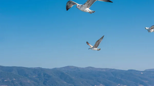 Gaviota Blanca Volando Cielo Azul Soleado Sobre Costa Del Mar — Foto de Stock