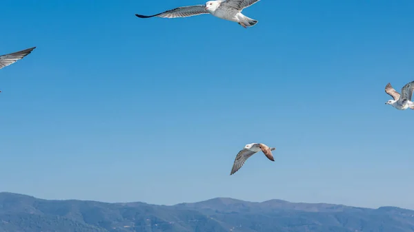 Gaviota Blanca Volando Cielo Azul Soleado Sobre Costa Del Mar — Foto de Stock