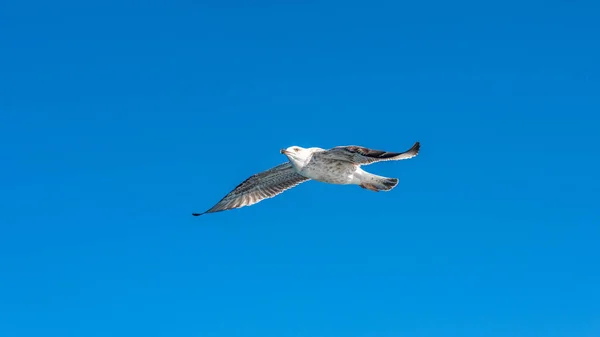 Gaivota Mar Branco Voando Céu Azul Ensolarado Sobre Costa Mar — Fotografia de Stock