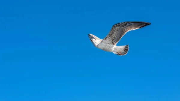 Möwen Fliegen Blauen Sonnigen Himmel Über Der Küste Des Meeres — Stockfoto