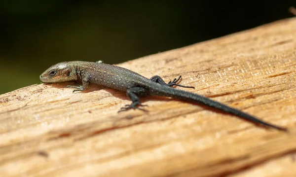 Lagarto Jardim Lagartos Jardim São Lagartos Encontrados Amplamente Países Asiáticos — Fotografia de Stock