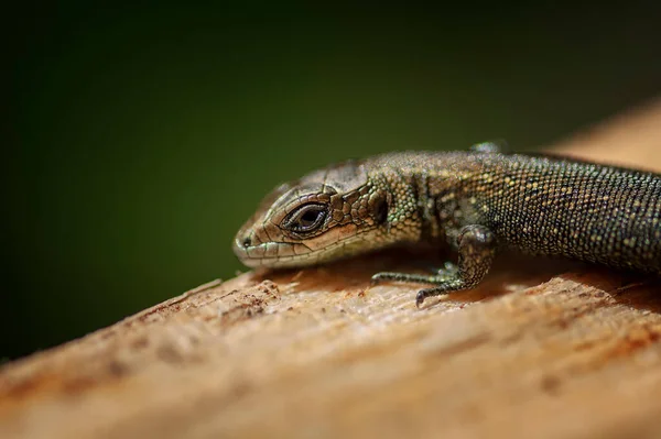 Lagarto Jardim Lagartos Jardim São Lagartos Encontrados Amplamente Países Asiáticos — Fotografia de Stock