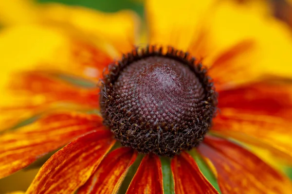 Rudbeckia Makro Fotózás Egy Virág — Stock Fotó