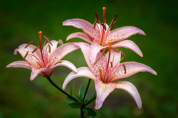 Makro Fotografia Kwiatu Lilii — Zdjęcie stockowe