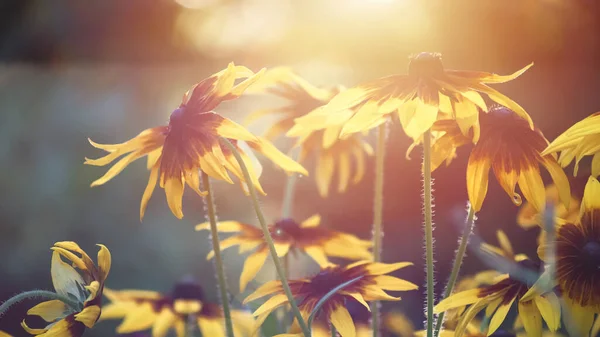 夕方の日差しが差し込むルドケビアの黄色の花のグループを背景に写真 — ストック写真