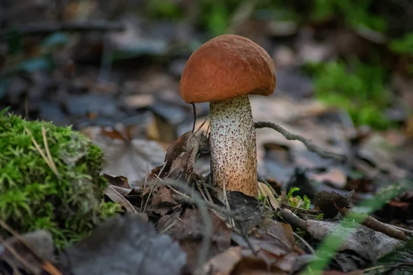 Ormanda Mantar Portakal Kaplamalı Boletus Edulis Sağlıklı Lezzetli — Stok fotoğraf