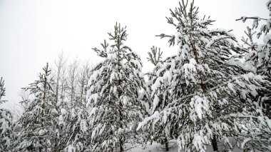 Kış yolu ve karlı ağaçlar. Minimalist kış manzarası. Bazıları Rusya 'daydı..