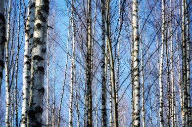 Ağaçların arasından gökyüzüne bir bakış.