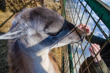 Yetişkin lama, kışın parmaklıklar ardında bir hayvanat bahçesinde.