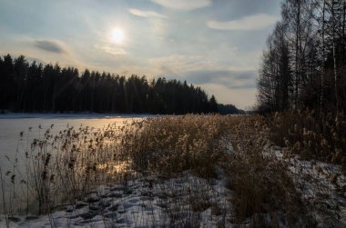 Rus baharı Seliger Gölü 'ndeki ormanda.