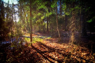 Orta Rus Ormanında İlkbahar