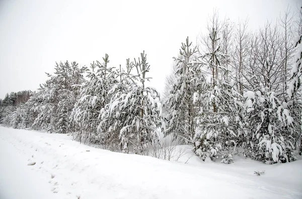 Estrada Inverno Árvores Nevadas Paisagem Inverno Minimalista Alguns Estavam Rússia — Fotografia de Stock