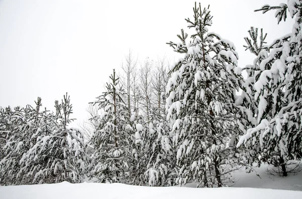 Strada Invernale Alberi Innevati Paesaggio Invernale Minimalista Alcuni Erano Russia — Foto Stock